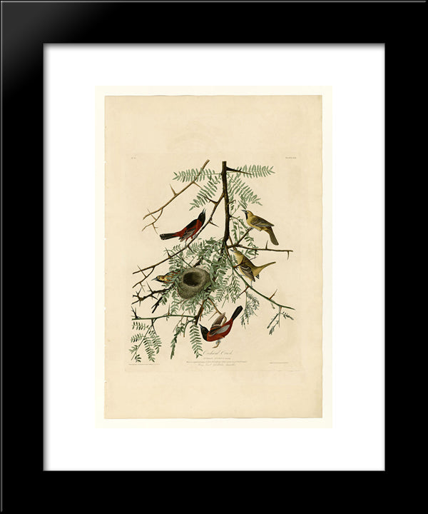 Plate 42. Orchard Oriole 20x24 Black Modern Wood Framed Art Print Poster by Audubon, John James