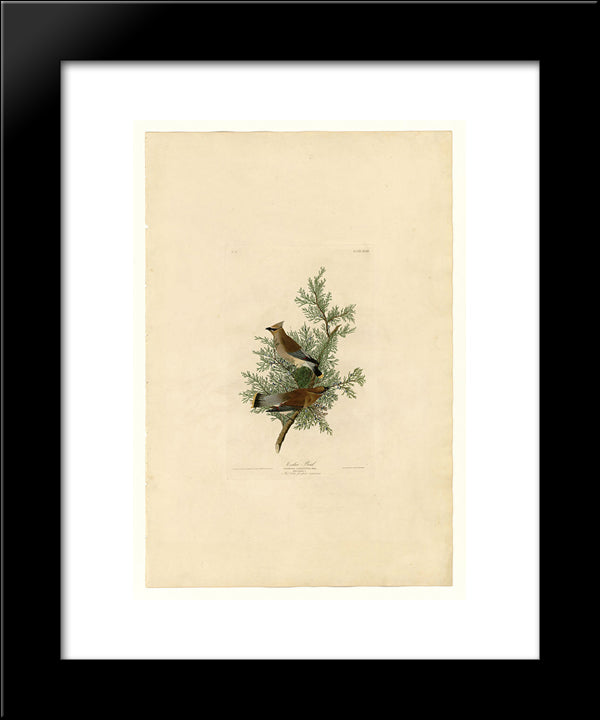 Plate 43. Cedar Bird 20x24 Black Modern Wood Framed Art Print Poster by Audubon, John James