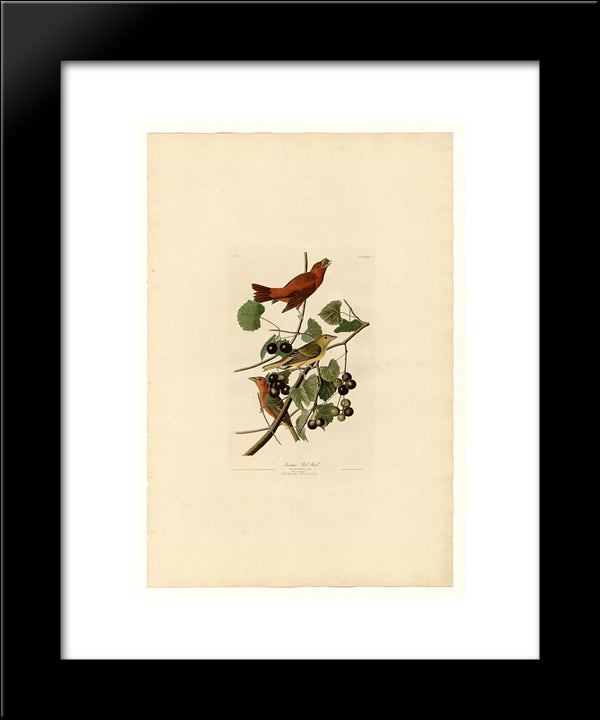 Plate 44. Summer Red Bird 20x24 Black Modern Wood Framed Art Print Poster by Audubon, John James