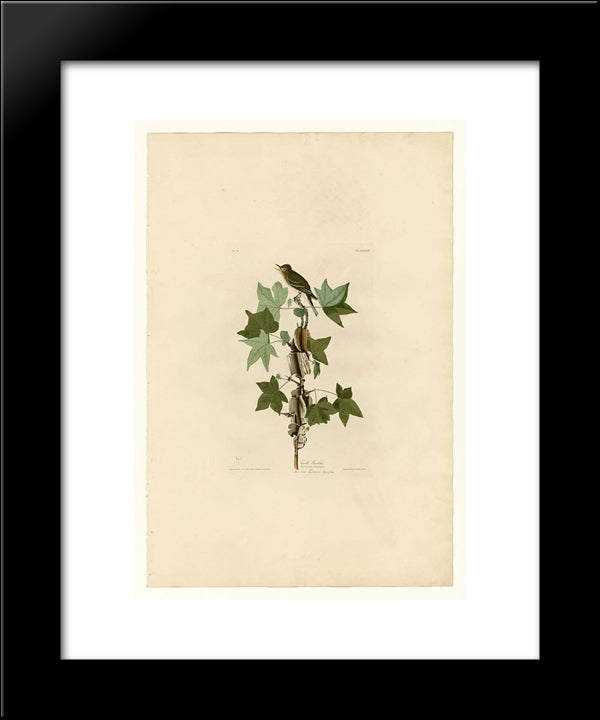 Plate 45. Traill'S Flycatcher 20x24 Black Modern Wood Framed Art Print Poster by Audubon, John James
