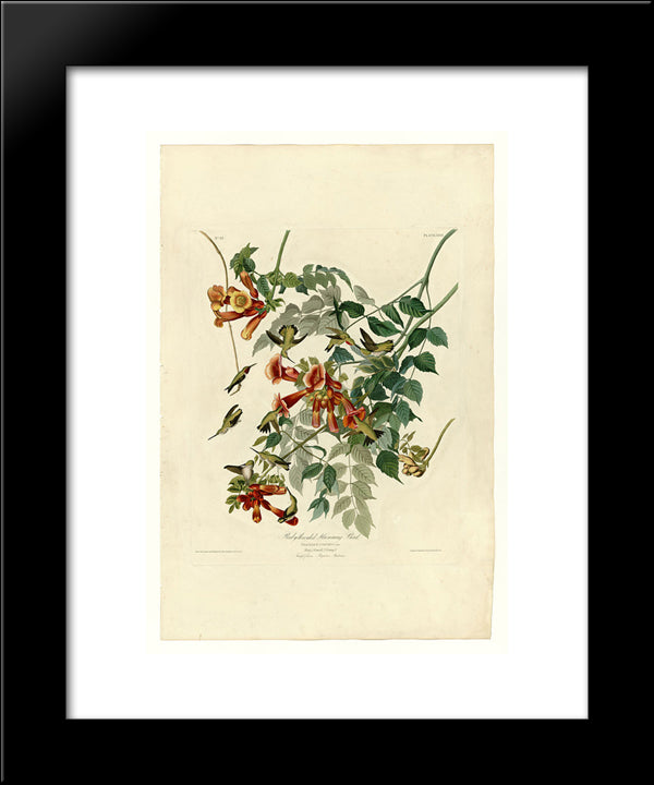 Plate 47. Ruby-Throated Humming Bird 20x24 Black Modern Wood Framed Art Print Poster by Audubon, John James