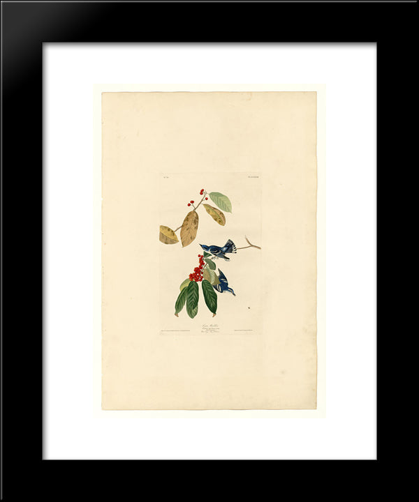 Plate 48. Azure Warbler 20x24 Black Modern Wood Framed Art Print Poster by Audubon, John James