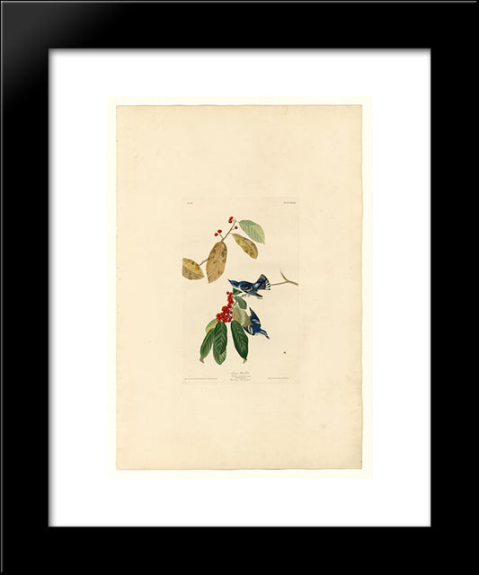 Plate 48. Azure Warbler 20x24 Black Modern Wood Framed Art Print Poster by Audubon, John James