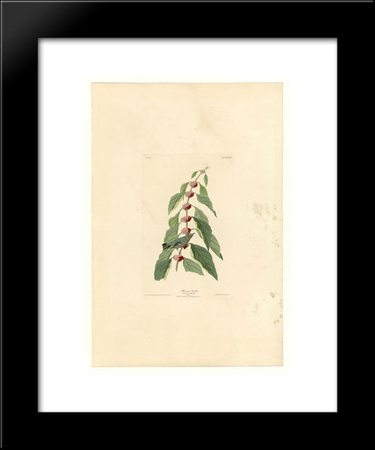 Plate 49. Blue-Green Warbler 20x24 Black Modern Wood Framed Art Print Poster by Audubon, John James