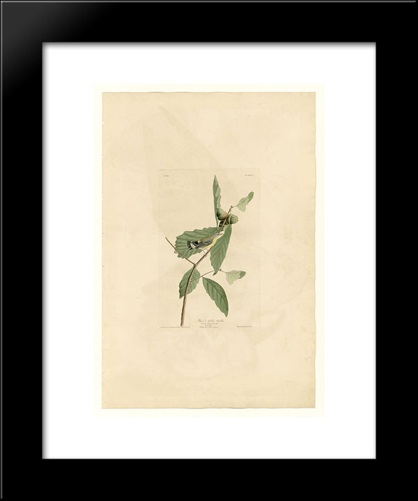 Plate 50. Black & Yellow Warbler 20x24 Black Modern Wood Framed Art Print Poster by Audubon, John James