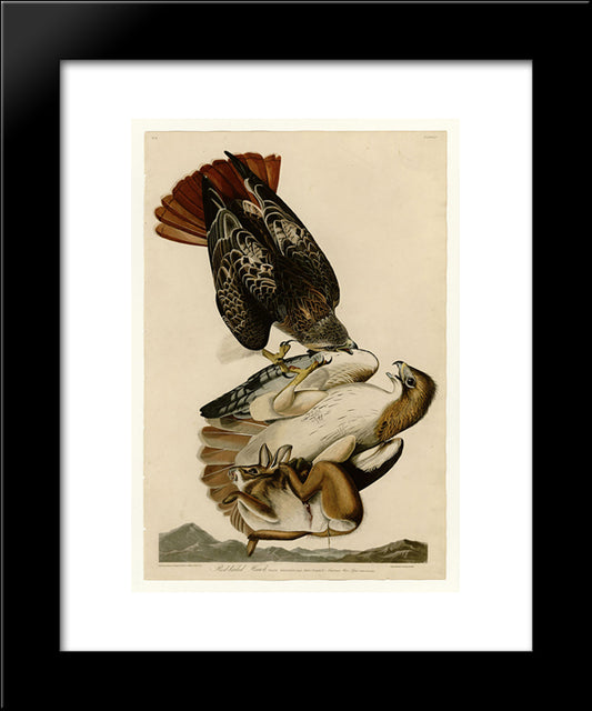 Plate 51. Red-Tailed Hawk 20x24 Black Modern Wood Framed Art Print Poster by Audubon, John James