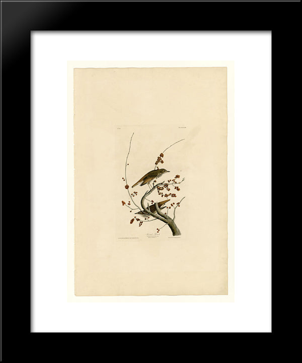 Plate 58.Hermit Thrush 20x24 Black Modern Wood Framed Art Print Poster by Audubon, John James