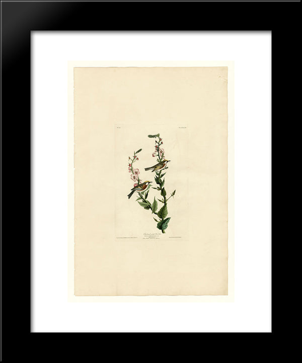 Plate 59. Chestnut-Sided Warbler 20x24 Black Modern Wood Framed Art Print Poster by Audubon, John James