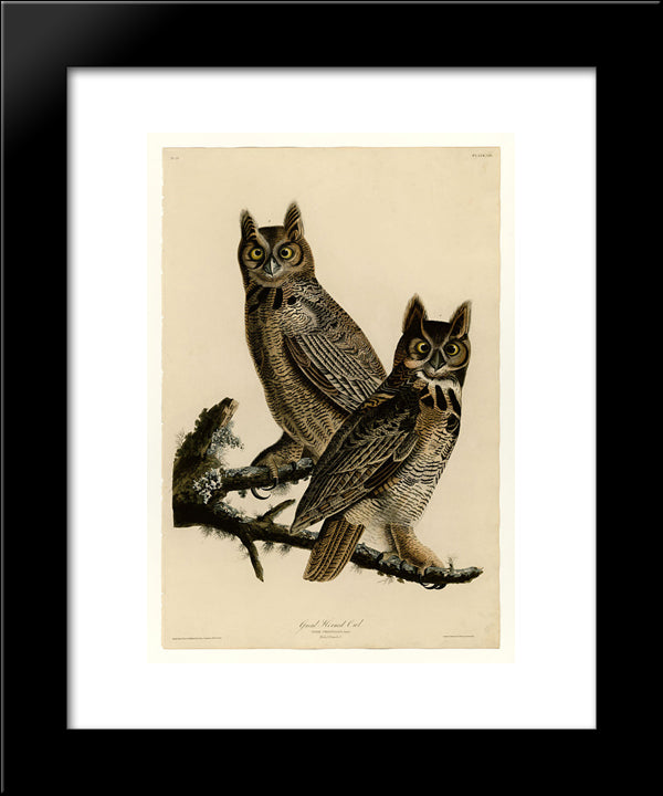 Plate 61. Great Horned Owl 20x24 Black Modern Wood Framed Art Print Poster by Audubon, John James