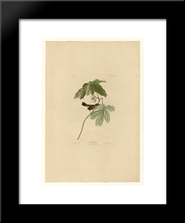 Plate 64 Swamp Sparrow 20x24 Black Modern Wood Framed Art Print Poster by Audubon, John James