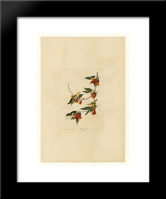 Plate 65 Rathbone Warbler 20x24 Black Modern Wood Framed Art Print Poster by Audubon, John James