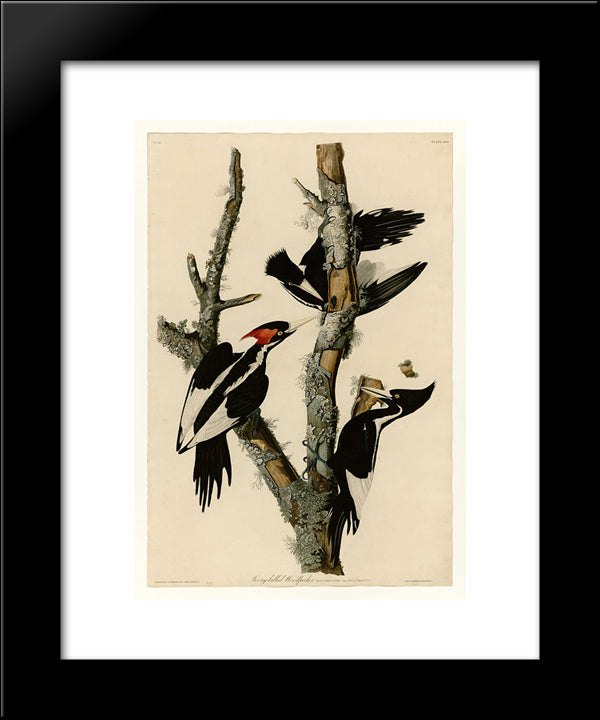 Plate 66 Ivory-Billed Woodpecker 20x24 Black Modern Wood Framed Art Print Poster by Audubon, John James