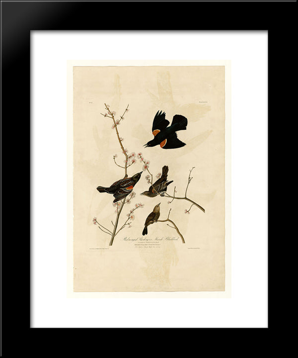 Plate 67 Red-Winged Starling Or Marsh Blackbird 20x24 Black Modern Wood Framed Art Print Poster by Audubon, John James