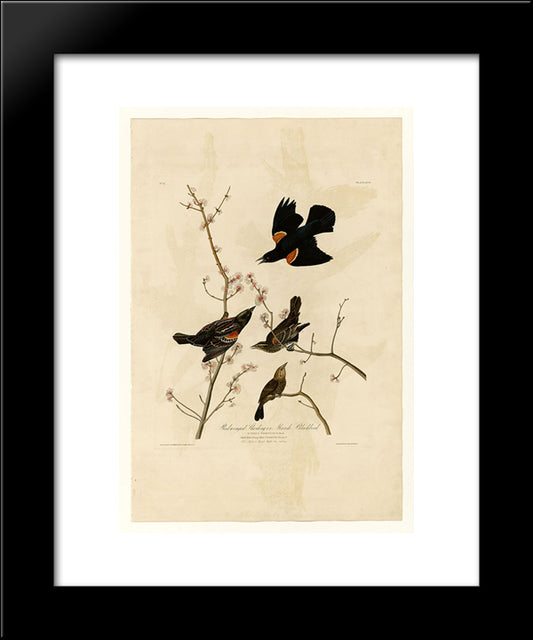 Plate 67 Red-Winged Starling Or Marsh Blackbird 20x24 Black Modern Wood Framed Art Print Poster by Audubon, John James
