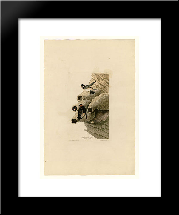 Plate 68 Republican Or Cliff Swallow 20x24 Black Modern Wood Framed Art Print Poster by Audubon, John James