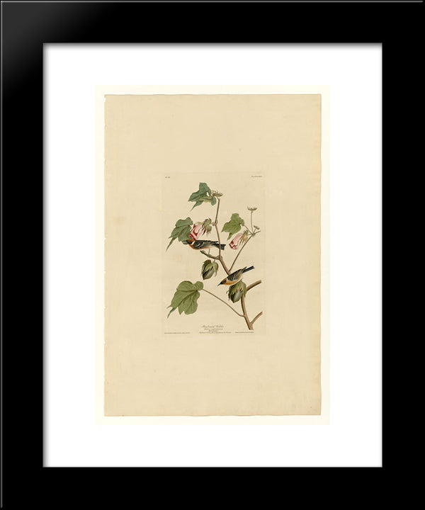 Plate 69 Bay-Breasted Warbler 20x24 Black Modern Wood Framed Art Print Poster by Audubon, John James