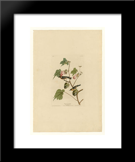 Plate 69 Bay-Breasted Warbler 20x24 Black Modern Wood Framed Art Print Poster by Audubon, John James