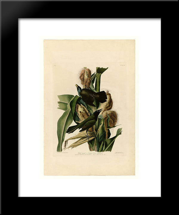 Plate 7. Purple Grakle Or Common Crow Blackbird 20x24 Black Modern Wood Framed Art Print Poster by Audubon, John James