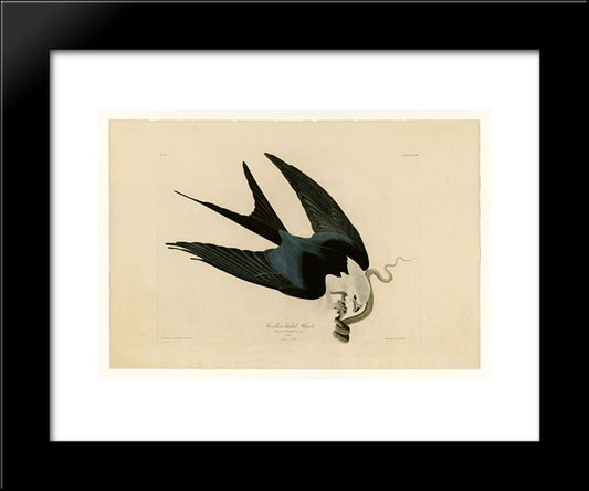 Plate 72 Swallow-Tailed Hawk 20x24 Black Modern Wood Framed Art Print Poster by Audubon, John James
