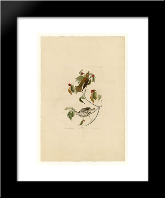 Plate 73 Wood Thrush 20x24 Black Modern Wood Framed Art Print Poster by Audubon, John James