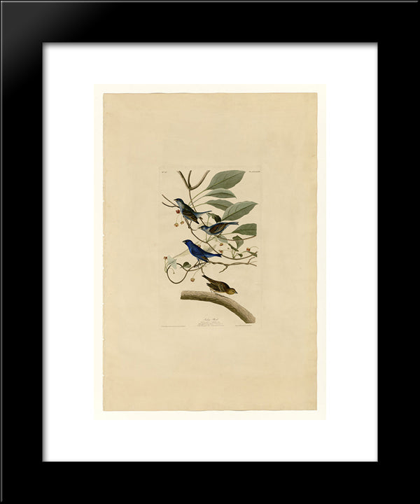 Plate 74 Indigo Bird 20x24 Black Modern Wood Framed Art Print Poster by Audubon, John James
