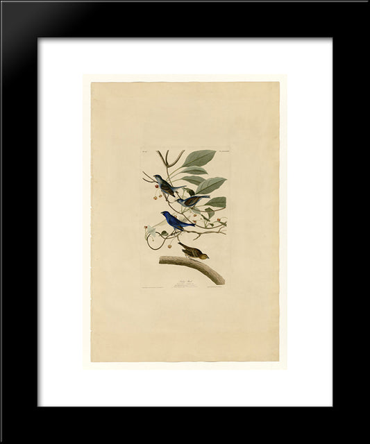 Plate 74 Indigo Bird 20x24 Black Modern Wood Framed Art Print Poster by Audubon, John James