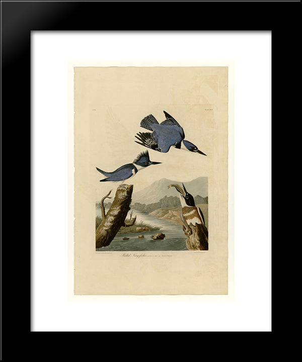 Plate 77 Belted Kingfisher 20x24 Black Modern Wood Framed Art Print Poster by Audubon, John James