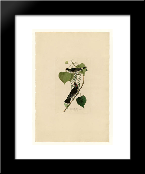 Plate 79 Tyrant Fly-Catcher 20x24 Black Modern Wood Framed Art Print Poster by Audubon, John James