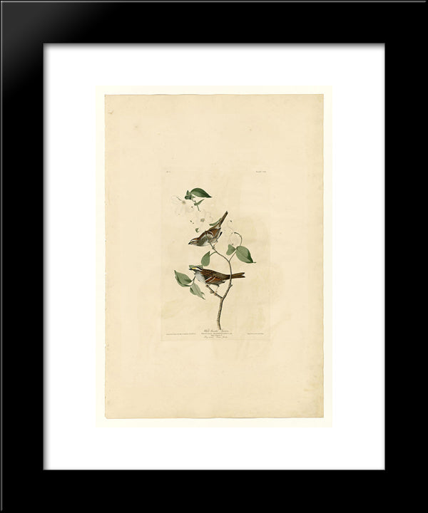 Plate 8 White Throated Sparrow 20x24 Black Modern Wood Framed Art Print Poster by Audubon, John James