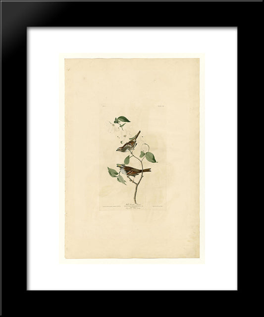 Plate 8 White Throated Sparrow 20x24 Black Modern Wood Framed Art Print Poster by Audubon, John James