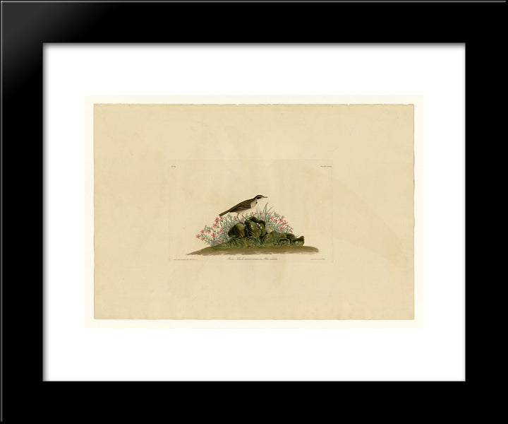 Plate 80 Prairie Titlark 20x24 Black Modern Wood Framed Art Print Poster by Audubon, John James