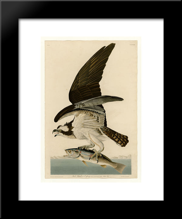 Plate 81 Fish Hawk Or Osprey 20x24 Black Modern Wood Framed Art Print Poster by Audubon, John James
