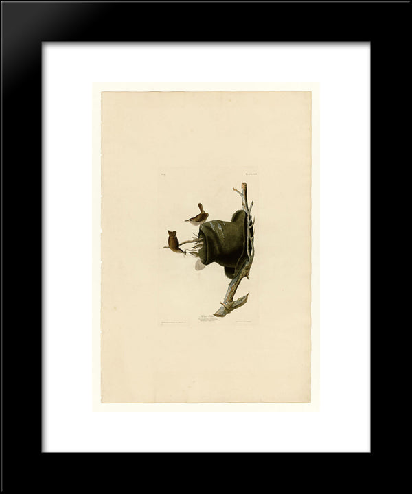 Plate 83 House Wren 20x24 Black Modern Wood Framed Art Print Poster by Audubon, John James