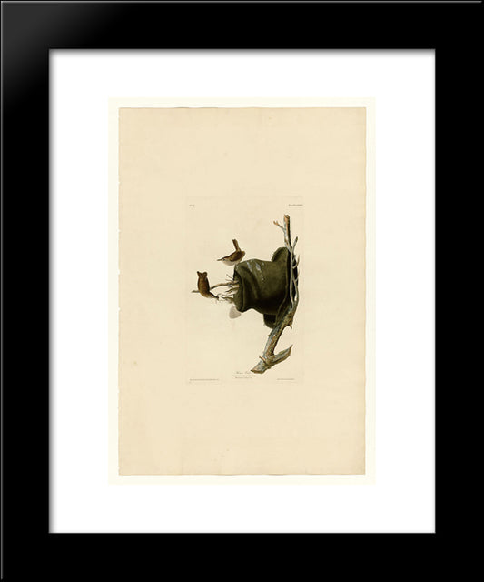 Plate 83 House Wren 20x24 Black Modern Wood Framed Art Print Poster by Audubon, John James