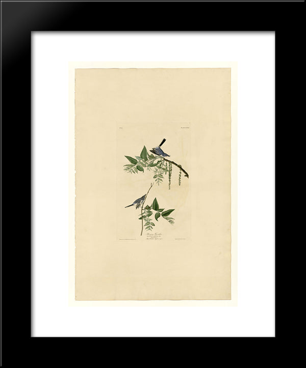 Plate 84 Blue-Grey Fly-Catcher 20x24 Black Modern Wood Framed Art Print Poster by Audubon, John James