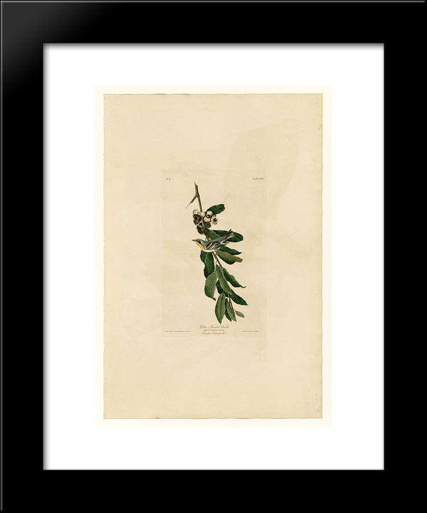 Plate 85 Yellow Throated Warbler 20x24 Black Modern Wood Framed Art Print Poster by Audubon, John James