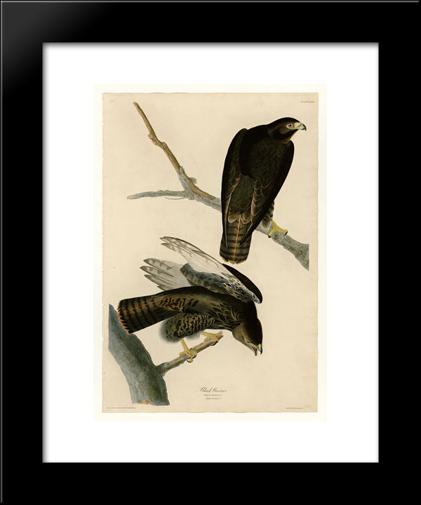 Plate 86 Black Warrior 20x24 Black Modern Wood Framed Art Print Poster by Audubon, John James