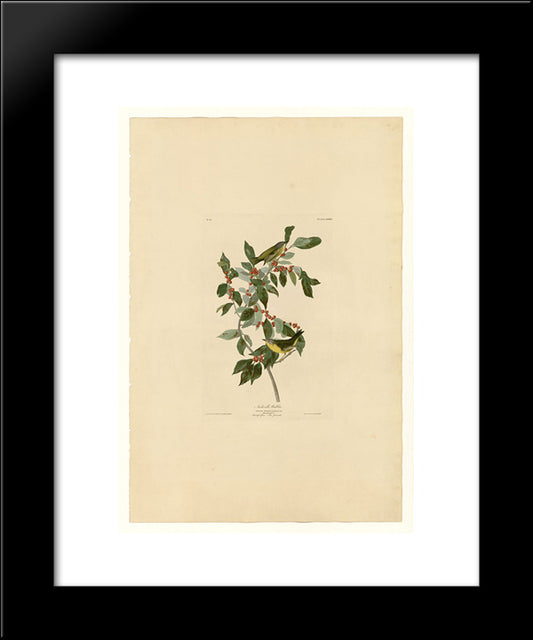 Plate 89 Nashville Warbler 20x24 Black Modern Wood Framed Art Print Poster by Audubon, John James