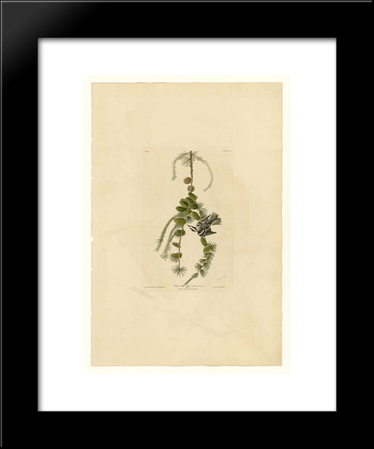 Plate 90 Black & White Creeper 20x24 Black Modern Wood Framed Art Print Poster by Audubon, John James