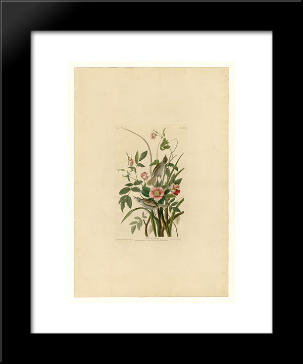 Plate 93 Sea-Side Finch 20x24 Black Modern Wood Framed Art Print Poster by Audubon, John James