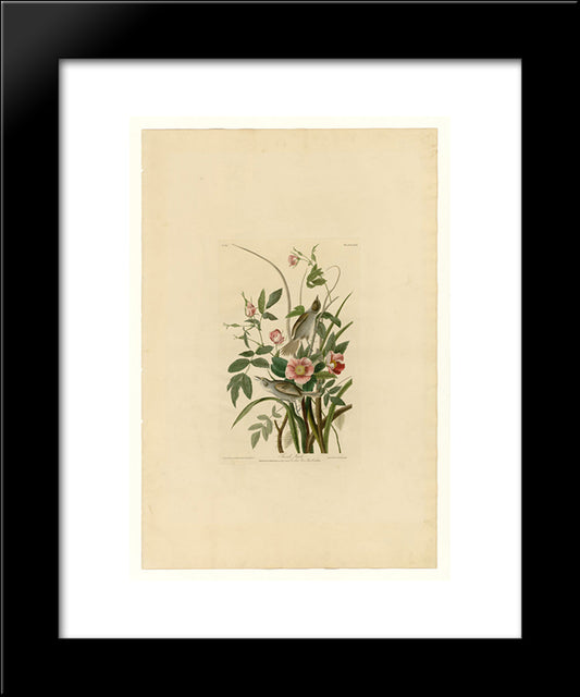 Plate 93 Sea-Side Finch 20x24 Black Modern Wood Framed Art Print Poster by Audubon, John James