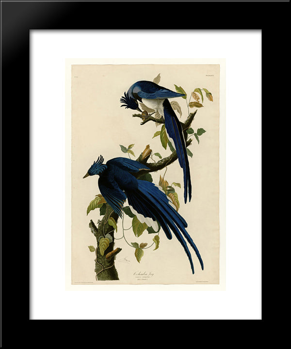 Plate 96 Columbia Jay 20x24 Black Modern Wood Framed Art Print Poster by Audubon, John James