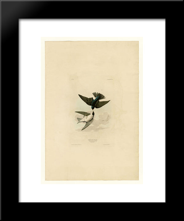 Plate 98 White-Bellied Swallow 20x24 Black Modern Wood Framed Art Print Poster by Audubon, John James