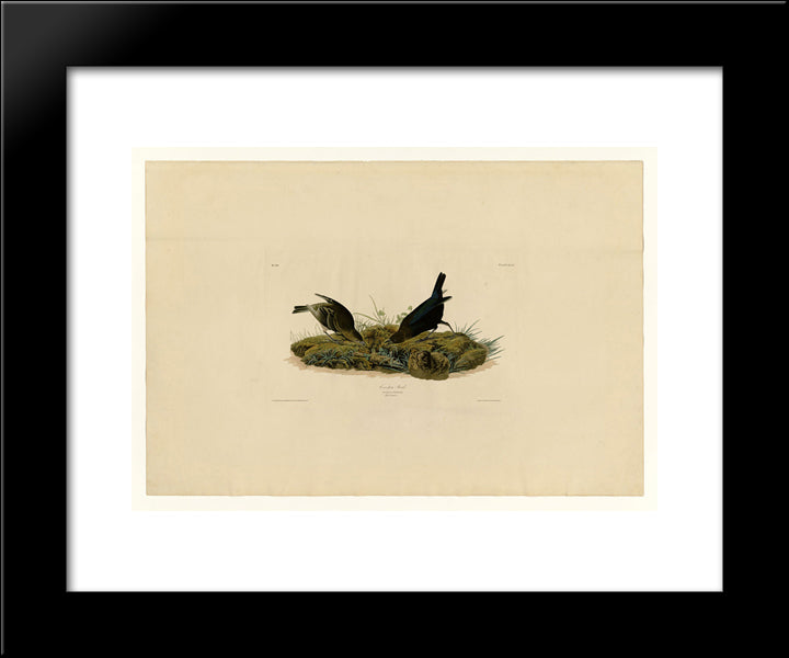 Plate 99 Cow-Pen Bird 20x24 Black Modern Wood Framed Art Print Poster by Audubon, John James