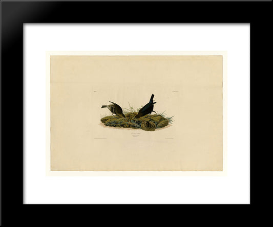 Plate 99 Cow-Pen Bird 20x24 Black Modern Wood Framed Art Print Poster by Audubon, John James