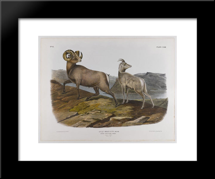 Rocky Mountain Sheep 20x24 Black Modern Wood Framed Art Print Poster by Audubon, John James
