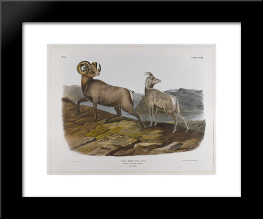 Rocky Mountain Sheep 20x24 Black Modern Wood Framed Art Print Poster by Audubon, John James