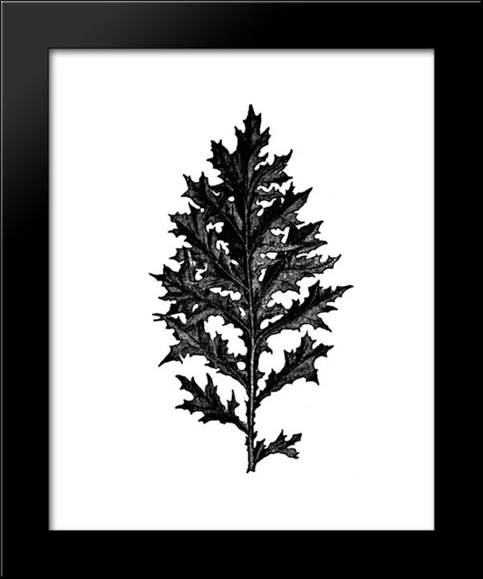 Acanthus 20x24 Black Modern Wood Framed Art Print Poster by Ruskin, John