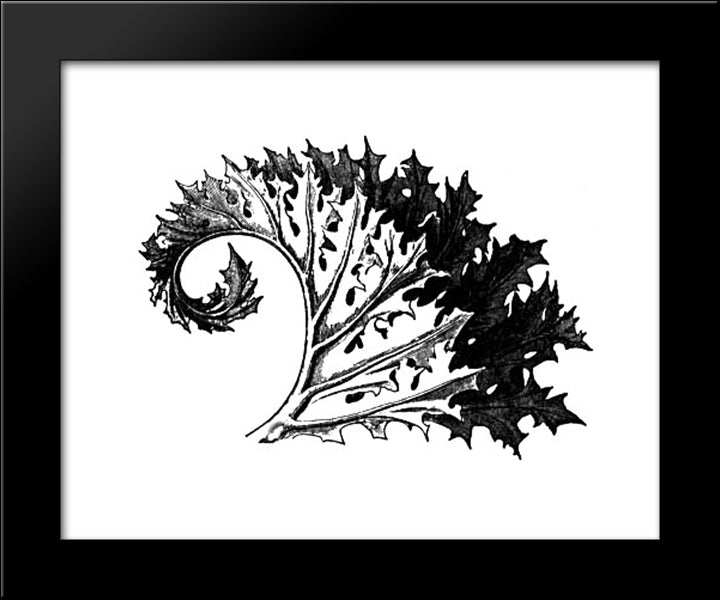 Acanthus 20x24 Black Modern Wood Framed Art Print Poster by Ruskin, John