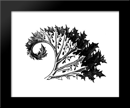 Acanthus 20x24 Black Modern Wood Framed Art Print Poster by Ruskin, John